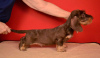 Additional photos: Brown and tan standard wirehaired dachshund puppy