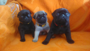 Photo №2 to announcement № 718 for the sale of pug - buy in Armenia private announcement