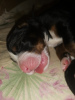 Photo №4. I will sell bernese mountain dog in the city of Le Lion-d'Angers. breeder - price - 2008$