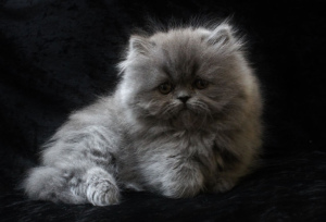 Photo №1. persian cat - for sale in the city of Mogilyov | 200$ | Announcement № 676