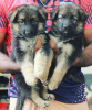 Photo №1. german shepherd - for sale in the city of Helsinki | Is free | Announcement № 83871