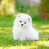 Photo №2 to announcement № 23740 for the sale of pomeranian - buy in United Kingdom private announcement