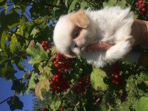 Photo №2 to announcement № 3297 for the sale of japanese chin - buy in Russian Federation breeder