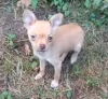 Photo №3. Chihuahua puppy red color. Russian Federation