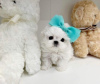 Photo №1. maltese dog - for sale in the city of Miami Beach | 550$ | Announcement № 66444