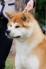 Photo №1. Mating service - breed: akita. Price - 500$