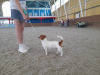 Additional photos: Jack Russell Terrier