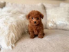 Photo №1. poodle (toy) - for sale in the city of Münster | Is free | Announcement № 120438