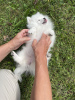 Photo №4. I will sell pomeranian in the city of Солнечный берег. private announcement - price - 845$
