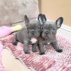 Photo №1. french bulldog - for sale in the city of Кайзерслаутерн | 370$ | Announcement № 90966