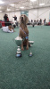 Photo №2 to announcement № 95744 for the sale of weimaraner - buy in Poland 