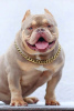 Additional photos: American Bully Pocket puppies