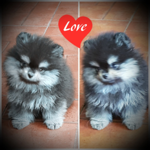 Photo №2 to announcement № 3332 for the sale of pomeranian - buy in Russian Federation breeder
