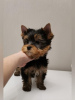 Photo №2 to announcement № 10181 for the sale of yorkshire terrier - buy in Russian Federation private announcement, breeder