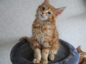 Photo №2 to announcement № 1535 for the sale of maine coon - buy in Russian Federation breeder