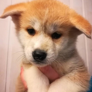 Photo №4. I will sell akita in the city of Sergiev Posad. breeder - price - Negotiated