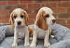 Photo №2 to announcement № 34506 for the sale of beagle - buy in Russian Federation 