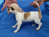 Photo №1. chihuahua - for sale in the city of Munich | 269$ | Announcement № 104900