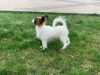 Additional photos: CONTINENTAL TOY SPANIEL/PAPILLON