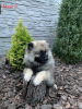 Additional photos: Keeshond / wolfspitz puppies