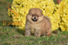 Photo №2 to announcement № 119007 for the sale of pomeranian - buy in Serbia 