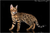 Photo №3. bengal girl in breeding. Russian Federation