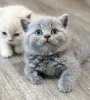 Photo №1. british shorthair - for sale in the city of Los Angeles | 300$ | Announcement № 88661