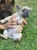 Additional photos: Puppies for sale very cute French bulldog.