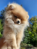 Additional photos: pomeranian