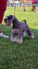 Additional photos: Miniature Schnauzer puppies