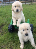 Photo №3. Vaccinated Golden Retriever Puppies for Sale. Germany