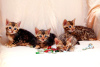 Additional photos: Bengal kittens with documents