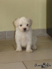 Photo №2 to announcement № 19433 for the sale of odis - buy in Poland breeder