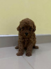 Photo №4. I will sell poodle (toy) in the city of Werbass.  - price - negotiated