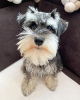 Photo №4. I will sell schnauzer in the city of Норильск. breeder - price - 500$