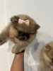 Additional photos: Pomeranian puppies from excellent parents