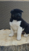 Photo №3. American Akita puppies. Serbia