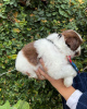 Photo №1. shih tzu - for sale in the city of Lauterbach (Hessen) | Is free | Announcement № 44109