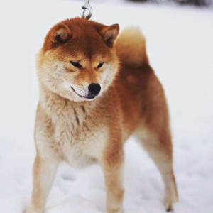 Photo №2 to announcement № 3951 for the sale of shiba inu - buy in Belarus private announcement, breeder