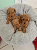 Photo №2 to announcement № 100577 for the sale of poodle (toy) - buy in Serbia breeder