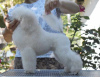 Additional photos: White Miniature Poodle puppies