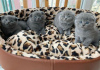 Photo №1. scottish fold - for sale in the city of Aachen | negotiated | Announcement № 32035