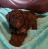 Photo №2 to announcement № 127622 for the sale of labradoodle, labrador retriever - buy in Germany 