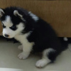 Photo №2 to announcement № 85357 for the sale of siberian husky - buy in Serbia private announcement