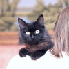 Photo №3. Luxurious, graceful cat Bagheera is looking for a home!. Russian Federation