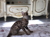 Photo №4. I will sell savannah cat in the city of Флоренция. private announcement, from nursery, breeder - price - negotiated