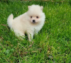 Photo №2 to announcement № 29263 for the sale of pomeranian - buy in Ukraine 