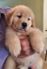 Photo №2 to announcement № 46540 for the sale of golden retriever - buy in United States private announcement