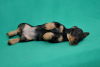 Additional photos: Miniature wire-haired dachshund