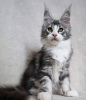 Photo №1. maine coon - for sale in the city of Yuma | 400$ | Announcement № 118297